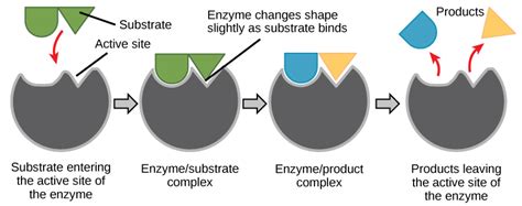 Which Best Describes How Enzymes Function in the Body