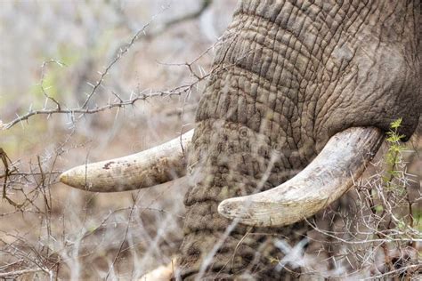 Closeup African Elephant Tusks Stock Photo - Image of south, safari ...