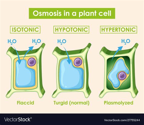 Diagram showing osmosis in plant cell Royalty Free Vector