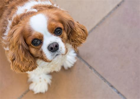 9 Popular Dog Breeds That Are Irresistibly Cute - Petland Florida