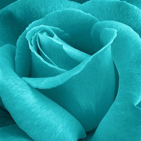 turquoise.quenalbertini: Turquoise Rose Close-up | Лазурный, Картинки