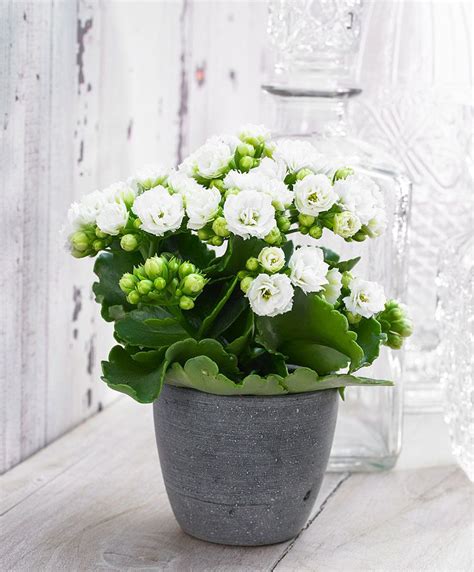 Kalanchoe White Plant - Nestreeo.com