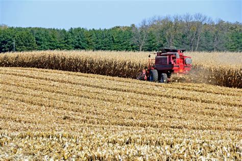 Harvesting corn field stock photo. Image of crop, harvesting - 34731140