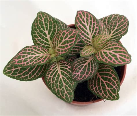 Pink Indoor House Plants | Apartment Therapy