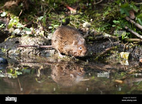 European Water Vole at a riverbank in the UK. September Stock Photo - Alamy