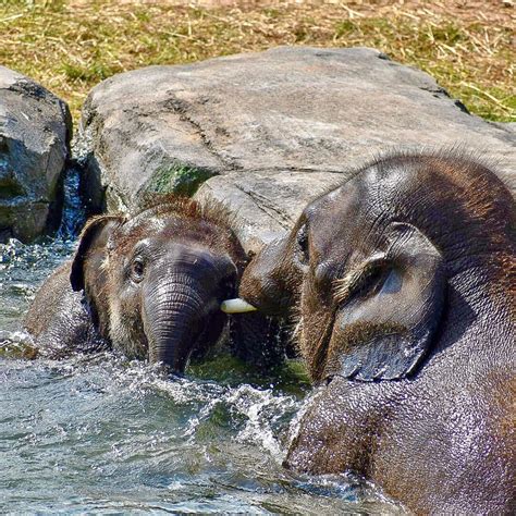 Syracuse zoo makes animals rights group’s list of 10 worst zoos for ...