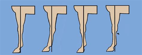 Quiz # 29: Front leg conformation quiz!