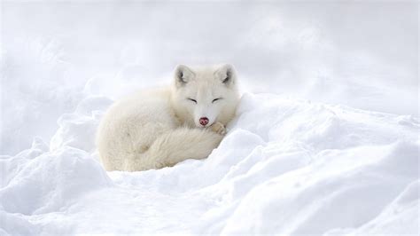 White Fox Wallpapers - Wallpaper Cave