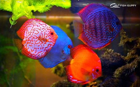 Discus Fish Breeding and Genetics Information