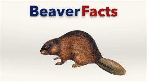 Beaver Facts - YouTube