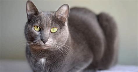 15 Gorgeous Grey Cat Breeds You Need to See [With Pictures]