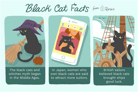 5 Fascinating Facts About Black Cats