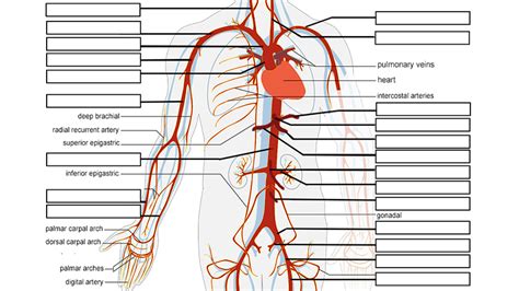 Learn the Arteries and Veins of the Circulatory System