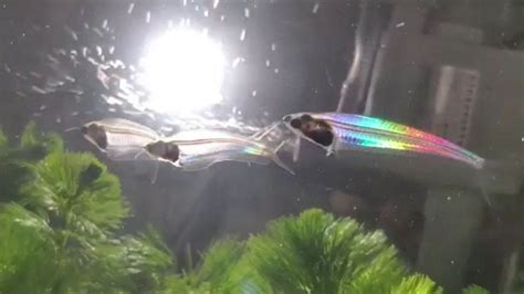 Ghost catfish: See-through fish uses muscles to turn rainbow-coloured ...