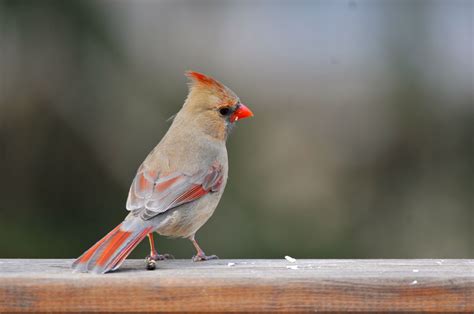 Female Cardinal | Animals, Bird, Photography