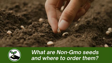 What are Non-Gmo seeds and where to order them? - Simply African Seed ...