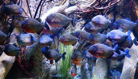 Piranha Facts & Information, With Pictures & Video.