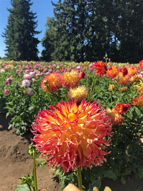 Flower Farms in Oregon you'll want to visit this year