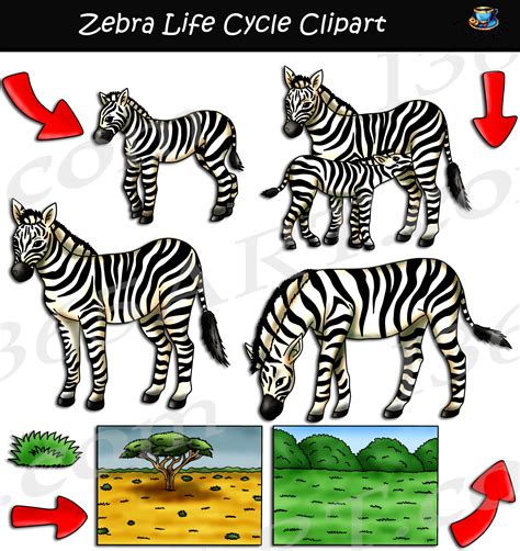 Zebra Life Cycle Stages