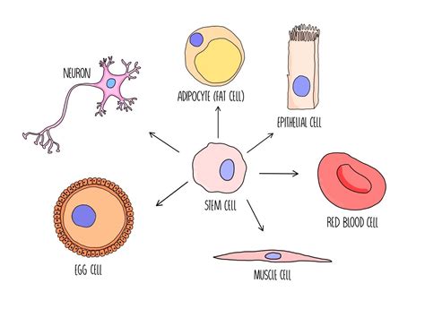 Stem Cells and Gene Expression (A Level) — the science hive