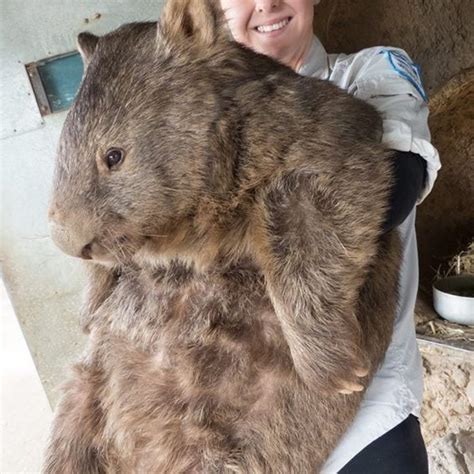 Wombat As A Pet