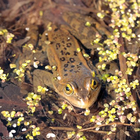 Columbia Spotted Frog - Rana luteiventris