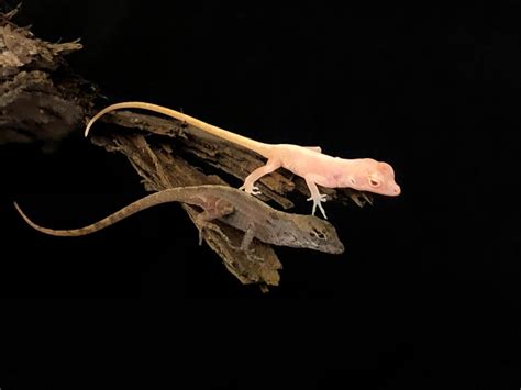 The world’s first gene-edited reptile is a finger-sized albino lizard ...