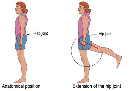 Hip Extension - Mammoth Memory definition - remember meaning