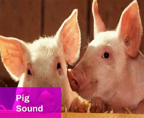 Pig Sound Effect Free MP3 Download | Mingo Sounds