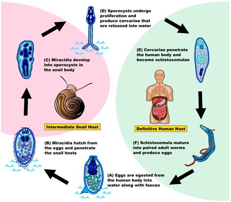 Schistosoma Japonicum Life Cycle