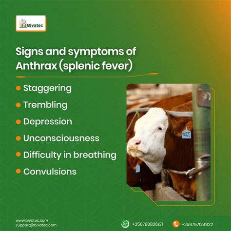 Protect Your Livestock: Understanding Anthrax (Splenic Fever) in Cattle ...