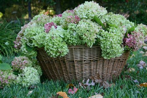 Fall Hydrangeas | freckledfarm | Flickr