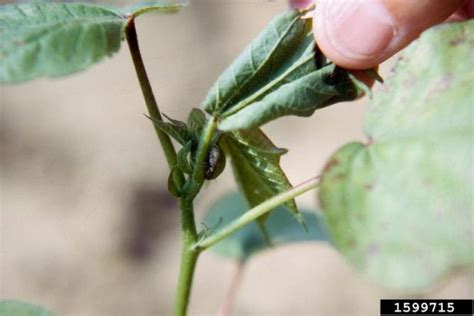 Boll Weevil – Earthwise Agriculture