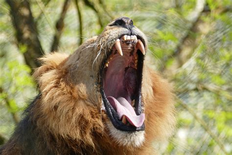 Roaring Lion Free Stock Photo - Public Domain Pictures