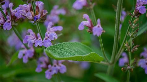 Decrépito Gemidos motor beneficios de la salvia para el cabello ...