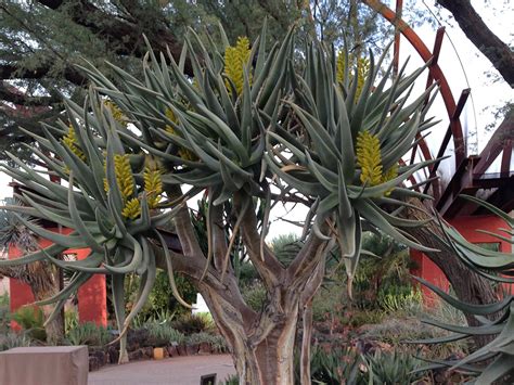 Top 10 Desert Plants for Your Home Garden or Landscaping Project | DBG