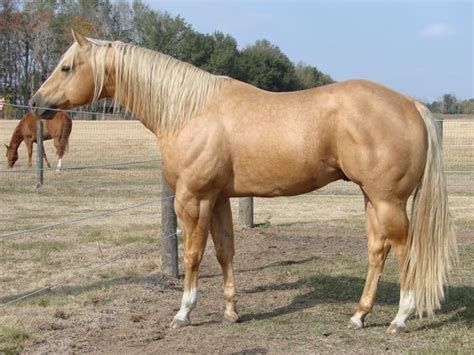 5 fun facts about buckskin horses – Artofit