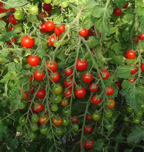 Sweet Million Cherry Tomato Seeds – West Coast Seeds