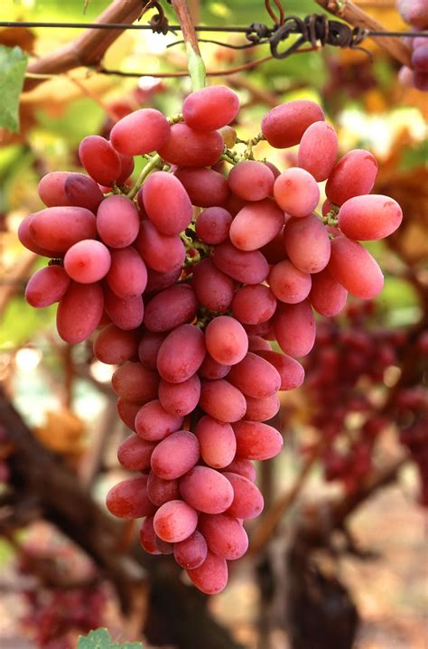 File:Grapes05.jpg - Wikipedia