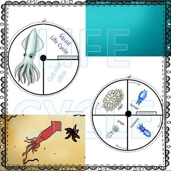 Squid (Life Cycle Spinner) by Donna Thompson | Teachers Pay Teachers