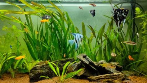 The Best (And Worst) Rasbora Tank Mates to Consider - Avid Aquarist