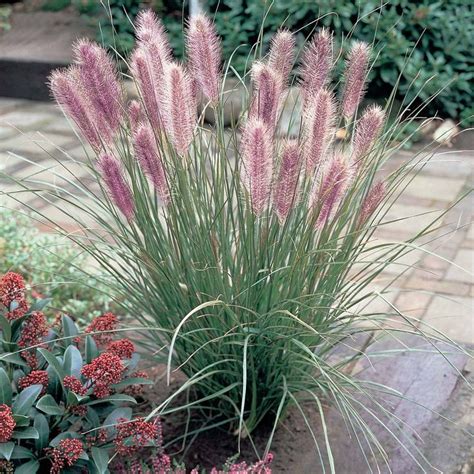 Pennisetum alopecuroides | Van Meuwen | Vorgarten bepflanzen, Ziergras ...