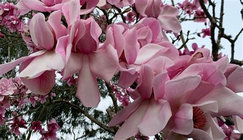 Dozens Of Spectacular Magnolia Trees Are Now In Bloom At The SF ...