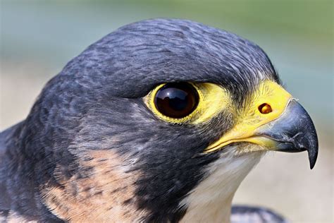 Peregrine Falcon Beak