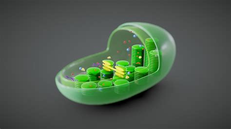 Chloroplast Cross Section Anatomy - Buy Royalty Free 3D model by Nima ...