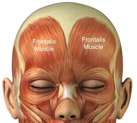 Understanding The Forehead Muscles - Facial Plastic Surgery Institute