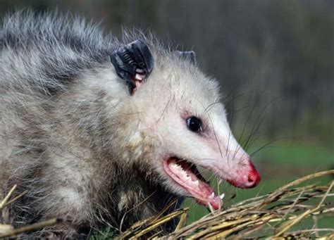 Opossum Teeth Facts | Outdoor Pests