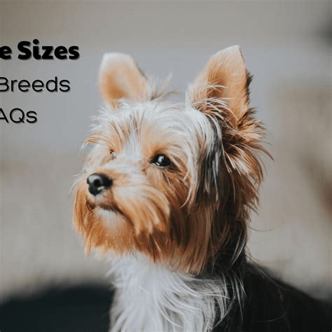 How Can You Tell If A Yorkie Is Full Breed