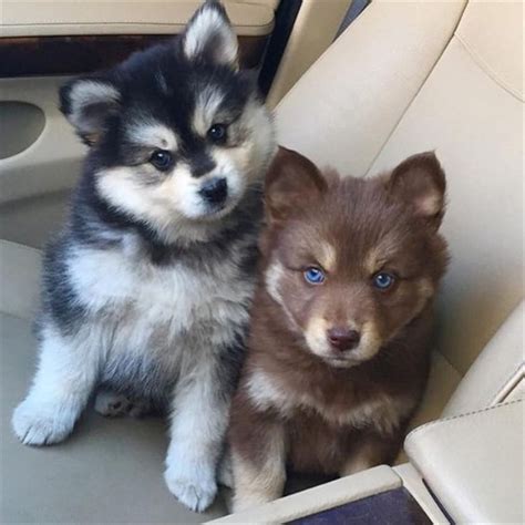 Pomsky Dog Breed Information, Images, Characteristics, Health