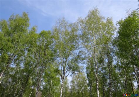 Birch grove free image - № 50372